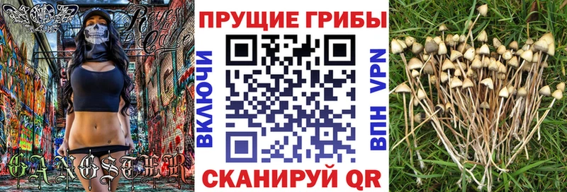 Псилоцибиновые грибы мицелий Партизанск